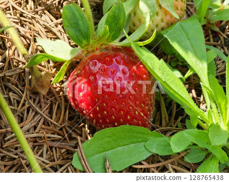 Bright juicy strawberries grow on a bush in a bunch, many berries in a garden bed, gardening and plant care Bright juicy strawberries grow on a bush in a bunch, many berries in a garden bed, gardening and plant care 128765438