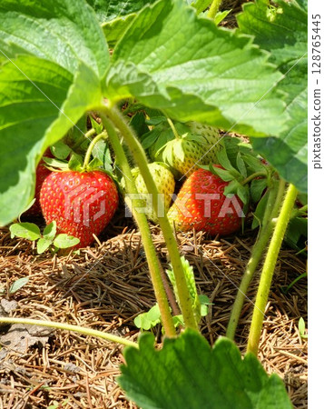 Fresh homegrown strawberries between strawberry bushes. Ripe red berries in the home garden. Summer fruits vivid colorful 128765445