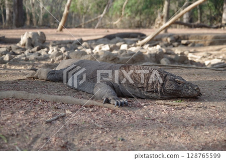 印度尼西亞科莫多國家公園科莫多島的科莫多龍 128765599