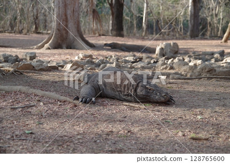 Komodo dragon on Komodo Island in Komodo National Park, Indonesia Komodo dragon on Komodo Island in Komodo National Park, Indonesia 128765600