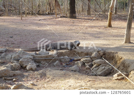 Komodo dragon on Komodo Island in Komodo National Park, Indonesia Komodo dragon on Komodo Island in Komodo National Park, Indonesia 128765601