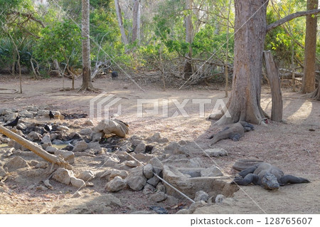 Komodo dragon on Komodo Island in Komodo National Park, Indonesia Komodo dragon on Komodo Island in Komodo National Park, Indonesia 128765607