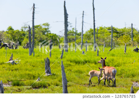 春天的鹿國家 128765785
