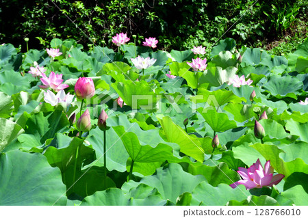 Lotus flowers blooming in the spring water by the river Lotus flowers blooming in the spring water by the river 128766010