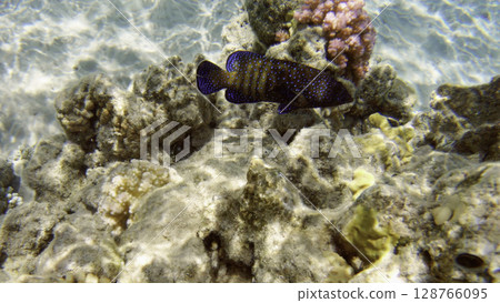 Underwater seascape on the coral reef in Red Sea, Egypt 128766095