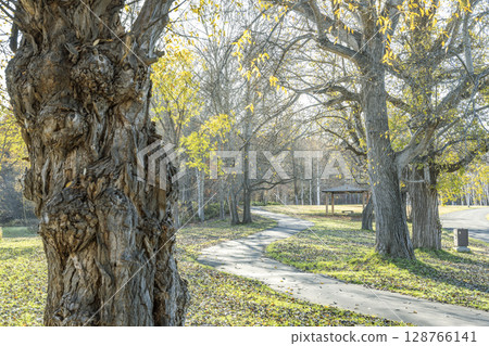 深秋的札幌真駒內公園 128766141