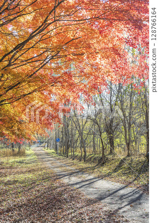 Makomanai Park in late autumn Sapporo 128766164