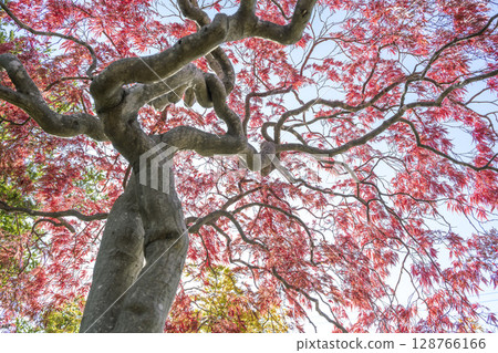 秋日紅垂枝，札幌市平岡樹木栽培中心 128766166