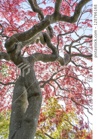 秋日紅垂枝，札幌市平岡樹木栽培中心 128766168