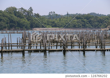 Nori seaweed floating in Matsushima Bay and the Urato Islands, where oyster farming is thriving 128766202