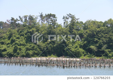 Nori seaweed floating in Matsushima Bay and the Urato Islands, where oyster farming is thriving Nori seaweed floating in Matsushima Bay and the Urato Islands, where oyster farming is thriving 128766203