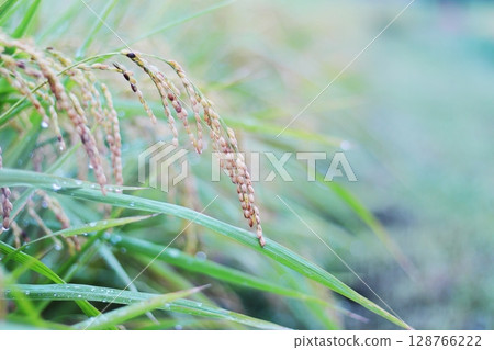 Fruited rice panicle 128766222