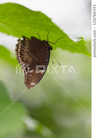 琉球紫蝶停歇在一片葉子的背面 128766341
