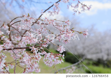 Cute weeping cherry blossoms 128766458