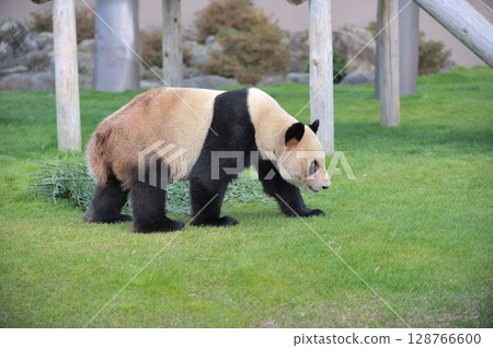 Walking around Kohama 128766600