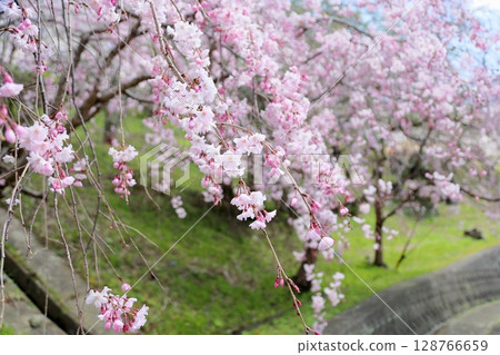 Weeping cherry blossoms in full bloom Weeping cherry blossoms in full bloom 128766659