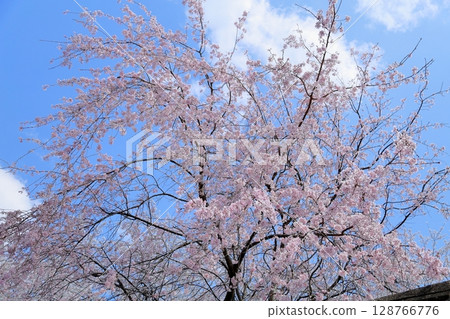 天空盛開著垂枝櫻花 128766776