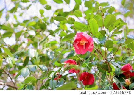 Camellia flower 128766778