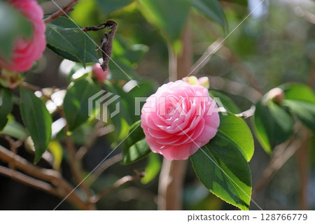 Cute double-flowered camellia flower Cute double-flowered camellia flower 128766779