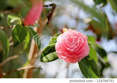 Cute double-flowered camellia flower 128766781
