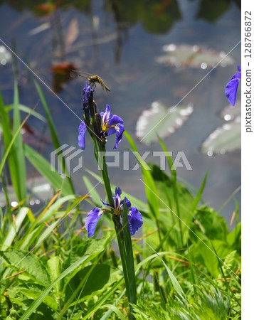 Red dragonfly (Takigashira Marsh, Aga Village, Niigata Prefecture) 128766872