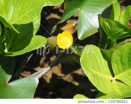 Water hyacinth (Takigashira Marsh, Aga Village, Niigata Prefecture) Water hyacinth (Takigashira Marsh, Aga Village, Niigata Prefecture) 128766881