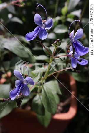 藍花之藍精靈 藍花之藍精靈 128767196