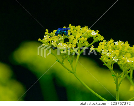 Stilbum cyanurum,一種具有金屬光澤的寄生蜂 Stilbum cyanurum,一種具有金屬光澤的寄生蜂 128767272