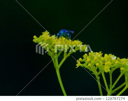 Stilbum cyanurum,一種具有金屬光澤的寄生蜂 Stilbum cyanurum,一種具有金屬光澤的寄生蜂 128767274