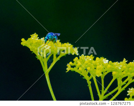 Stilbum cyanurum,一種具有金屬光澤的寄生蜂 Stilbum cyanurum,一種具有金屬光澤的寄生蜂 128767275