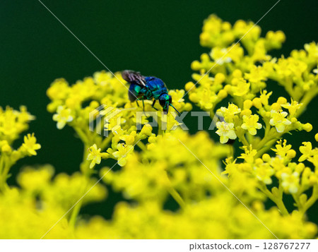 Stilbum cyanurum，一種具有金屬光澤的寄生蜂 128767277