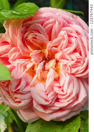 Peach rose and green leaves. Rose bush macro photo. 128767443