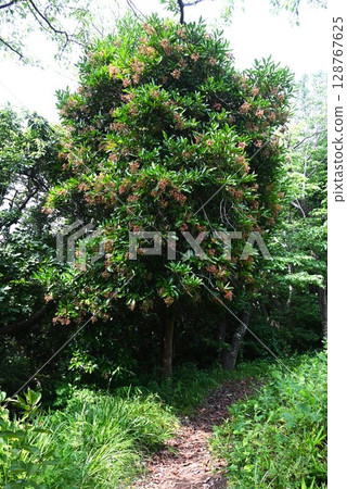 Flowers and fruits of the coral tree 128767625