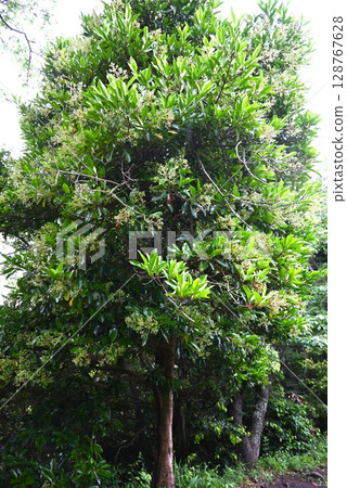 Flowers and fruits of the coral tree Flowers and fruits of the coral tree 128767628