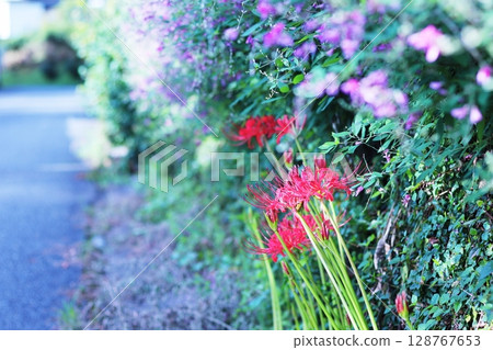 Red cluster amaryllis blooming on the roadside Red cluster amaryllis blooming on the roadside 128767653