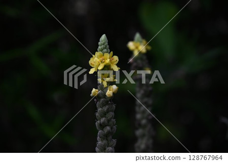 Mullein flower, Mullein stamens Mullein flower, Mullein stamens 128767964
