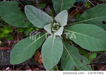 Mullein flower, Mullein stamens Mullein flower, Mullein stamens 128767968