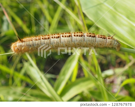 A large caterpillar on the plateau (20250713162032) A large caterpillar on the plateau (20250713162032) 128767978
