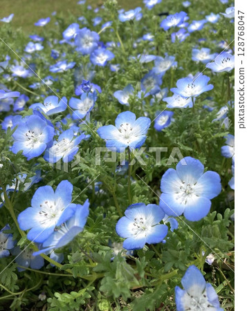 Nemophila 128768047
