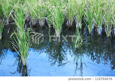 Rice ears and sky reflected in a rice field Rice ears and sky reflected in a rice field 128768076