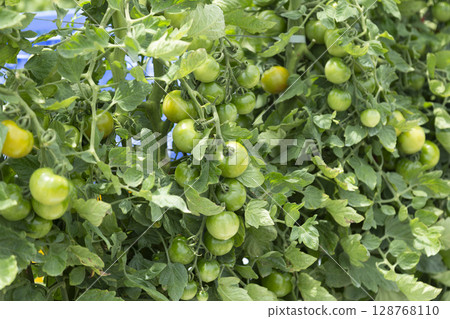 Unharvested green tomatoes 128768110