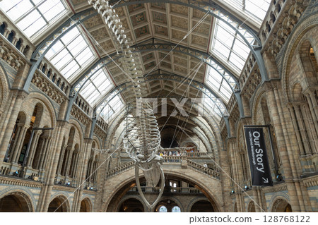 The blue whale skeleton named Hope is the iconic centrepiece of Hintze Hall at the Natural History Museum. The blue whale skeleton named Hope is the iconic centrepiece of Hintze Hall at the Natural History Museum. 128768122