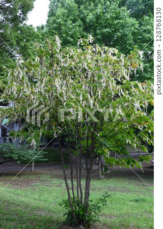 乳溝花 - 玲鳳 128768130