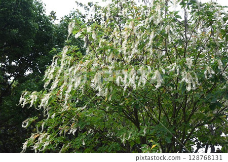 乳溝花 - 玲鳳 128768131