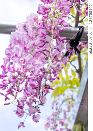 紫藤花 植物 紫藤架 紫色 粉紅色 128768142