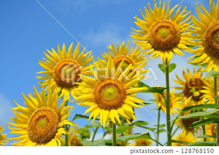 向日葵向藍天綻放 128768150