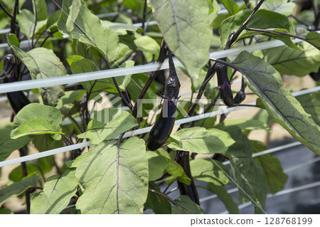 Eggplant before harvest Eggplant before harvest 128768199