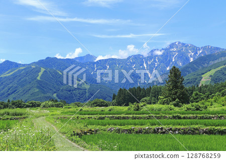 Summer in Hakuba: View of the Northern Alps from the foot of the mountain Summer in Hakuba: View of the Northern Alps from the foot of the mountain 128768259