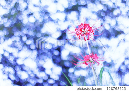 Shining sky and red spider lilies 128768323