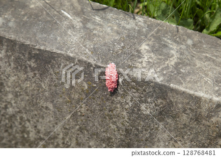 Egg of Jumbo Tanish Egg of Jumbo Tanish 128768481